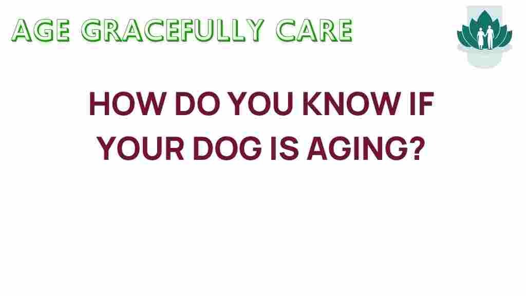dog-aging-signs