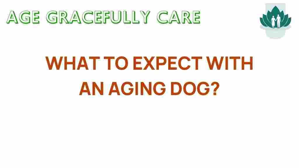 aging-dogs-expectations-guide